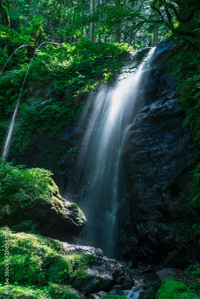 Fototapeta premium 山からの恵み