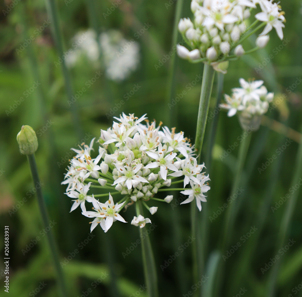 Closeup of white flowers of the garlic chives Allium tuberosum . Medicinal plants, herbs in the organic garden . Blurred background.