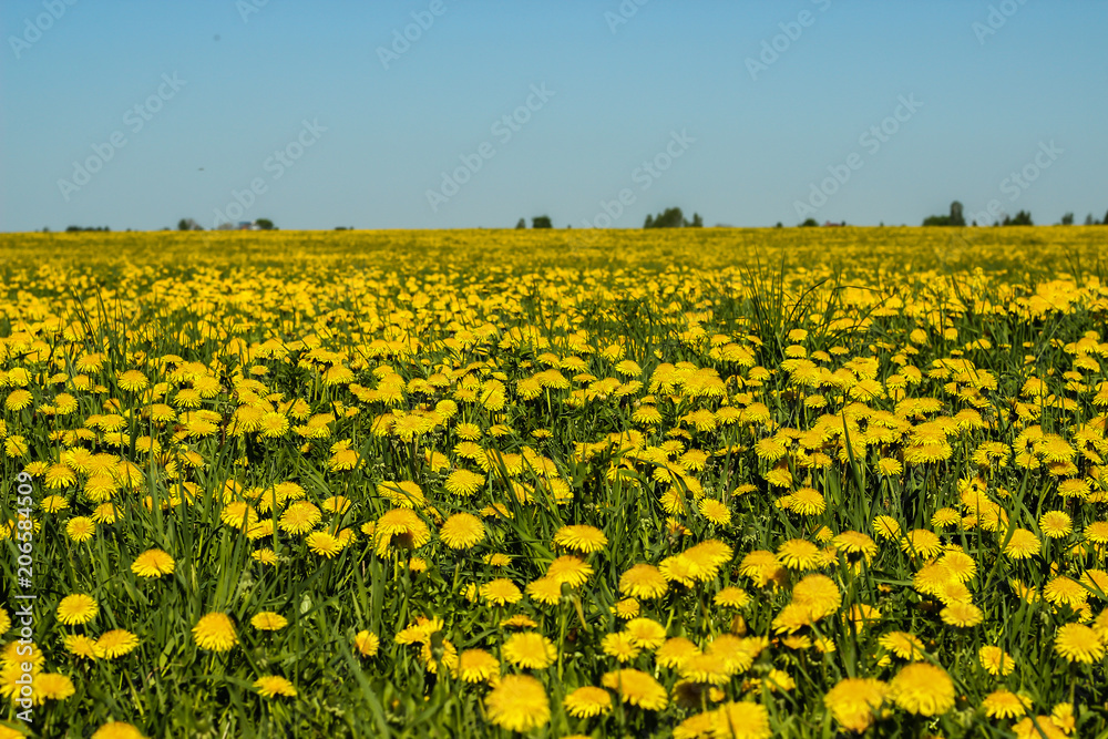 dandelions yellow flowers on the field and blue sky