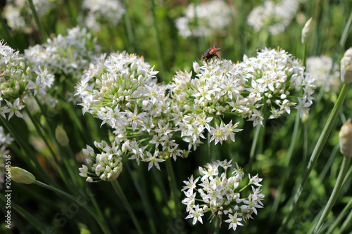 Closeup of white flowers of the garlic chives Allium tuberosum . Medicinal plants, herbs in the organic garden . Blurred background.