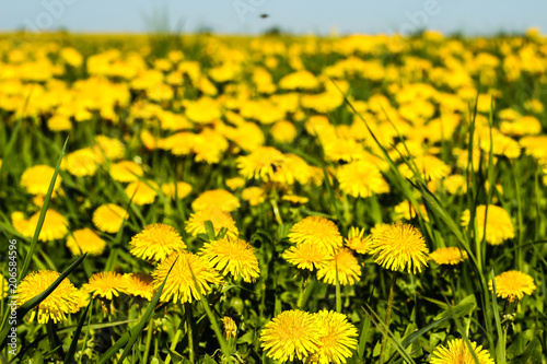 dandelions yellow flowers on the field and blue sky © Инна Беликова