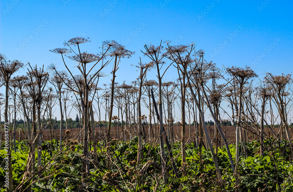the giant Hogweed plant in a dry field and blue sky the giant Hogweed plant in a dry field and blue sky
