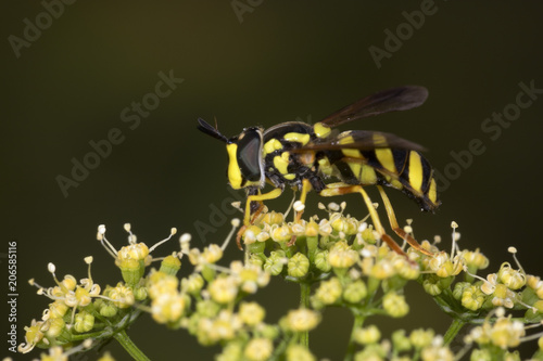 Wasp mimic hoverfly - Chrysotoxum species photo