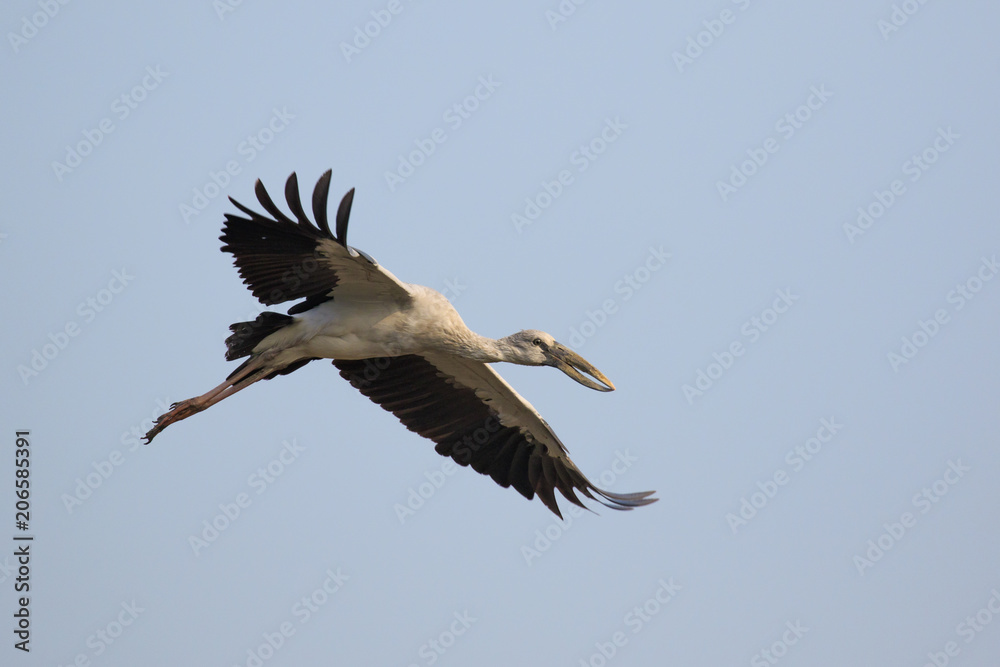 Fototapeta premium Image of an Asian openbill stork(Anastomus oscitans) flying in the sky. Bird, Wild Animals.