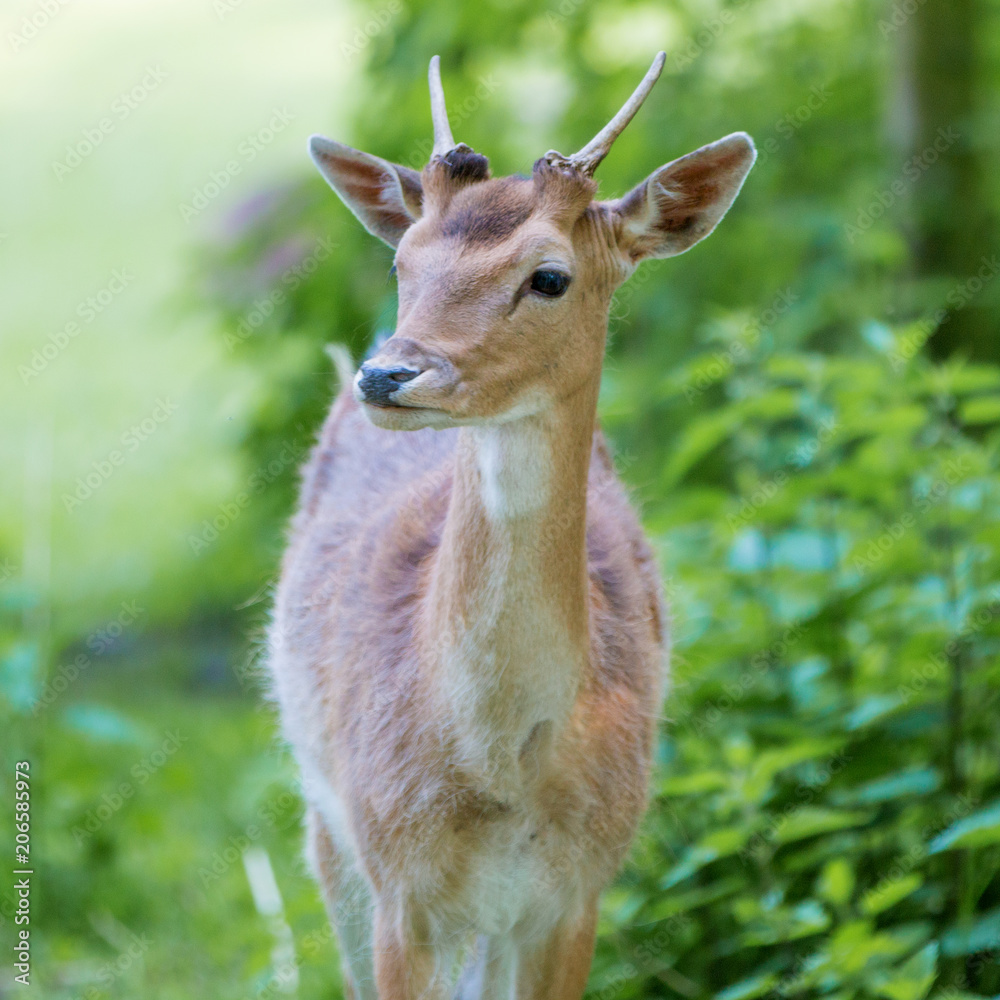 Damwild Damhirsch (Dama dama)