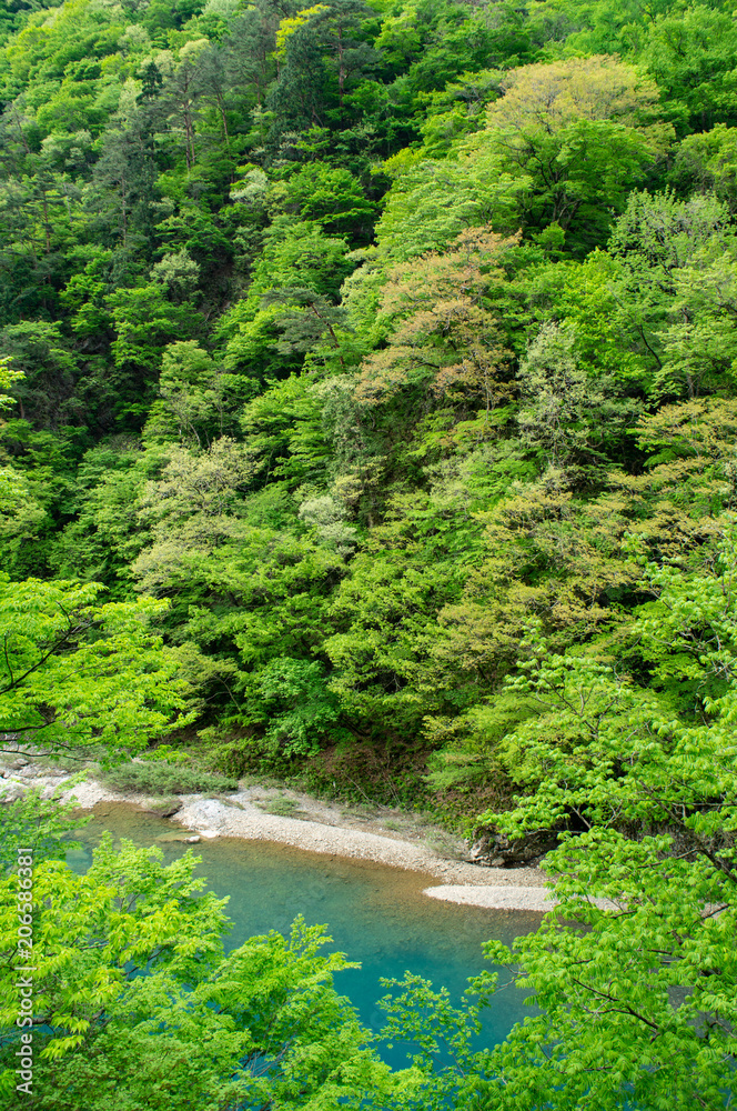 Obraz premium 抱返り渓谷の遊歩道からの景色