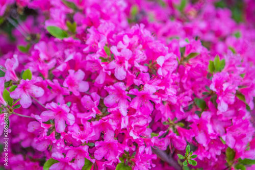 Bushes colorful spring flowers.