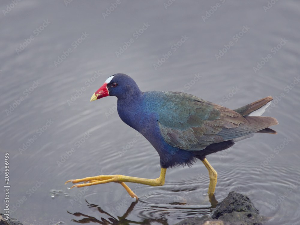 Purple Gallinule walking Purple Gallinule walking