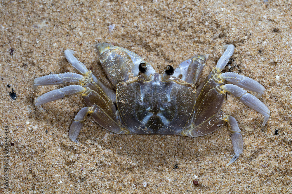 crab on the beach