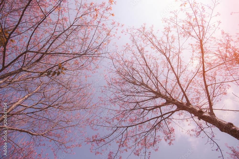 Cherry blossom trees in north of Thailand in winter season Cherry blossom trees in north of Thailand in winter season