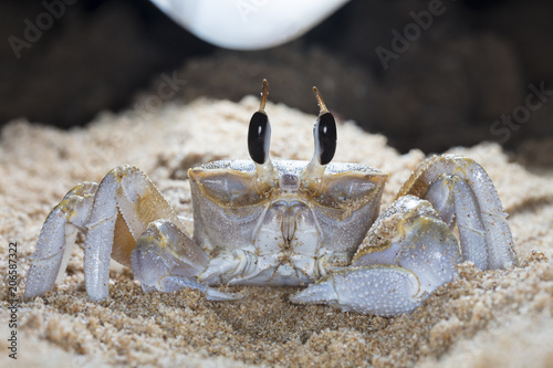 crab on the beach