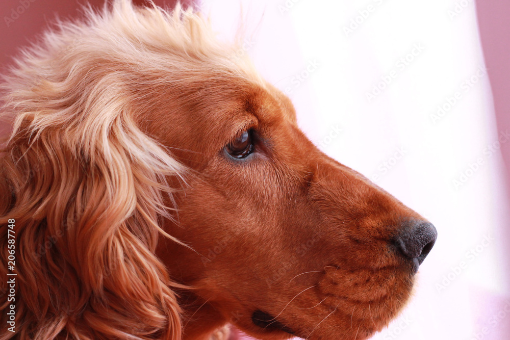 Spaniel. Portrait of a close-up dog
