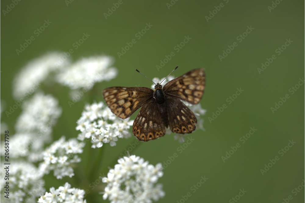 Obraz premium Schlüsselblumen-Würfelfalter