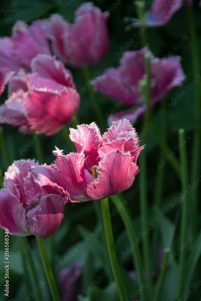 Fototapeta premium Flower