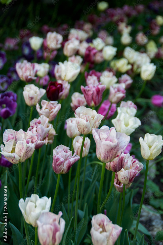 Fototapeta premium Flower