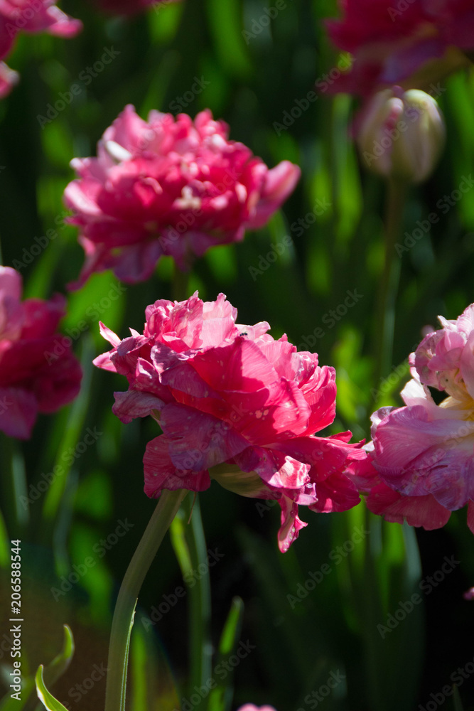 Naklejka premium Flower