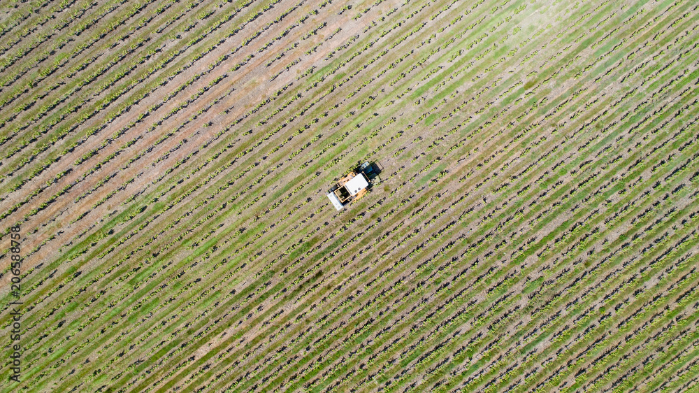 Fototapeta premium Tracteur travaillant dans le vignoble, en Loire Atlantique