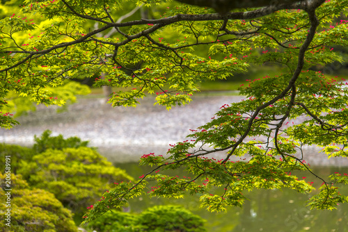 Japanese style garden  in the Kyoto Imperial Palace, Japan