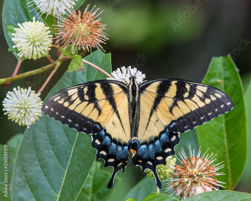 Eastern Tiger Swallowtail Butterfly © HaroldA