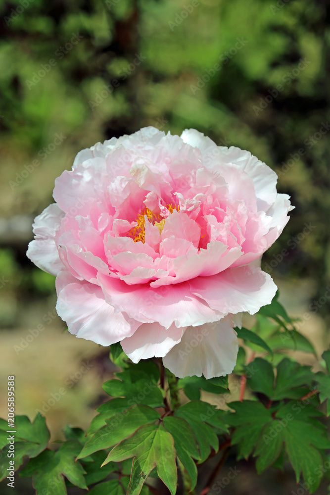 牡丹の花 牡丹の花