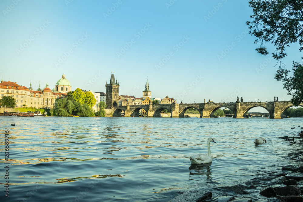 Swan swims in the River in front of the Charles Bridge in Prague