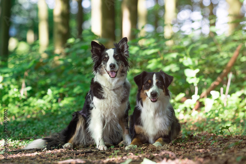 Zwei Australian Shepherd Hunde