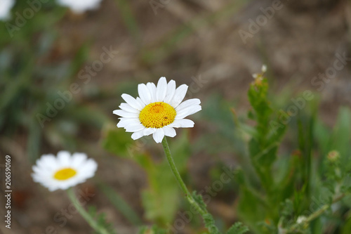 chamomile flowers     © kodbanker