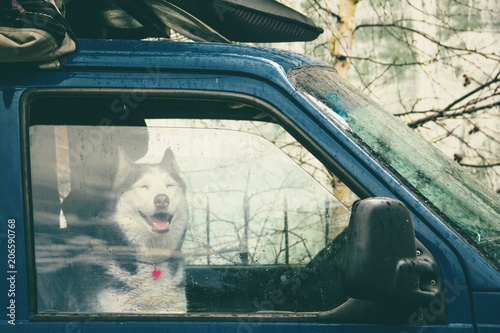 Husky dog sits in a loaded car for traveling in the rain and looks at us through the glass photo
