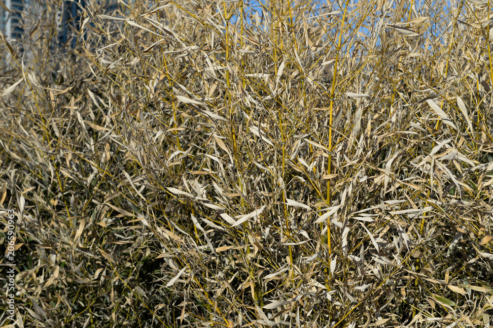 Fototapeta premium dry vegetation