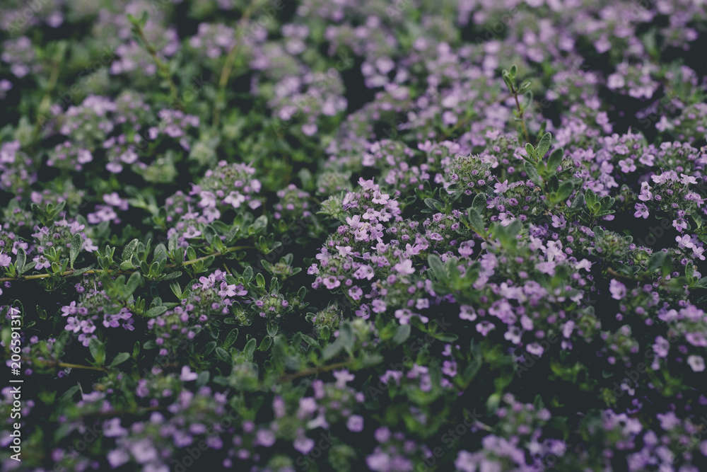 Purple groundcover Purple groundcover