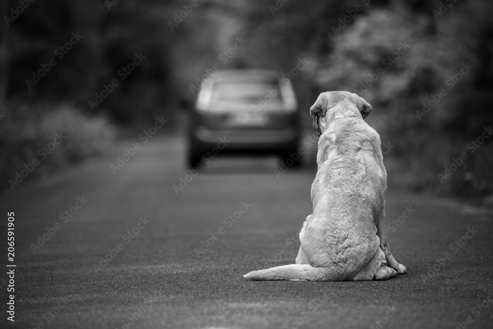Abandoned dog on the road - obrazy, fototapety, plakaty 