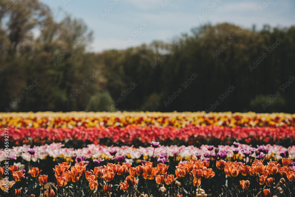 Tulip 2018 Tulip 2018