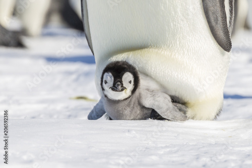 Bilde på lerret Emperor Penguin chick emerges from brood pouch