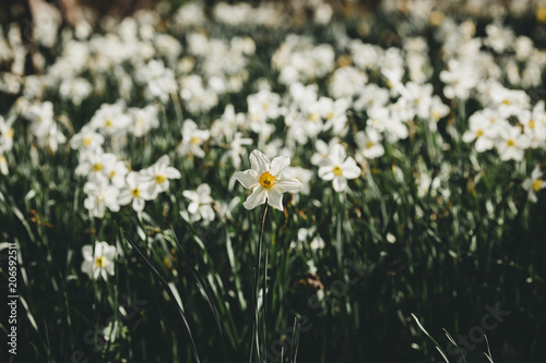 White daffodils