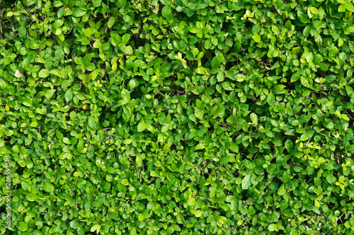 Green plant wall, outdoor background.