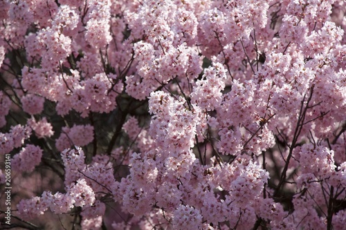 Spring beautiful pink color with trees and blossom.