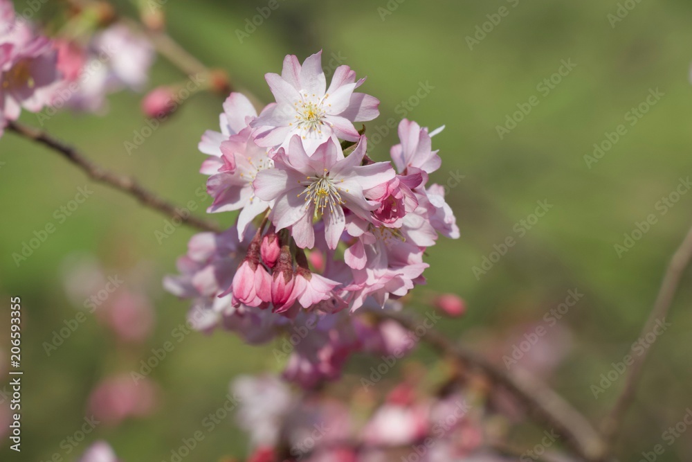 Spring beautiful pink color with trees and blossom. Spring beautiful pink color with trees and blossom.