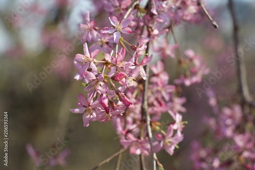 Spring beautiful pink color with trees and blossom.