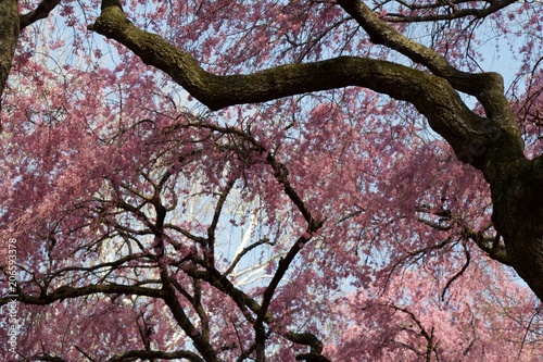 Spring beautiful pink color with trees and blossom.