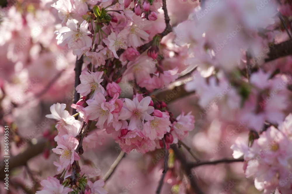 Spring beautiful pink color with trees and blossom. Spring beautiful pink color with trees and blossom.