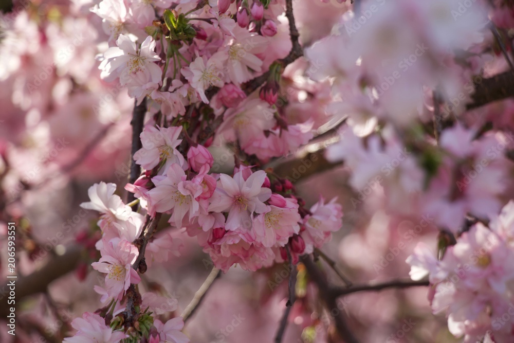 Spring beautiful pink color with trees and blossom.