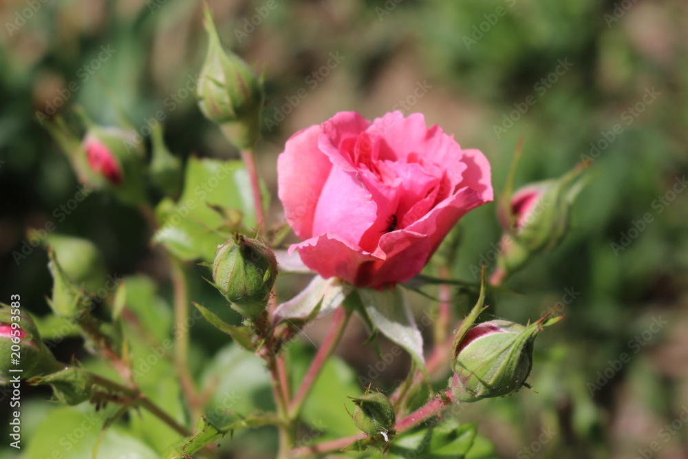 Pink rose blooming in the garden