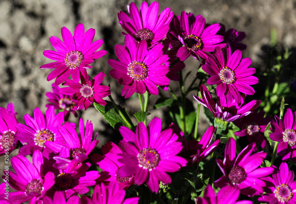 Garden cineraria purple flower (cineraria hybrida) Garden cineraria purple flower (cineraria hybrida)