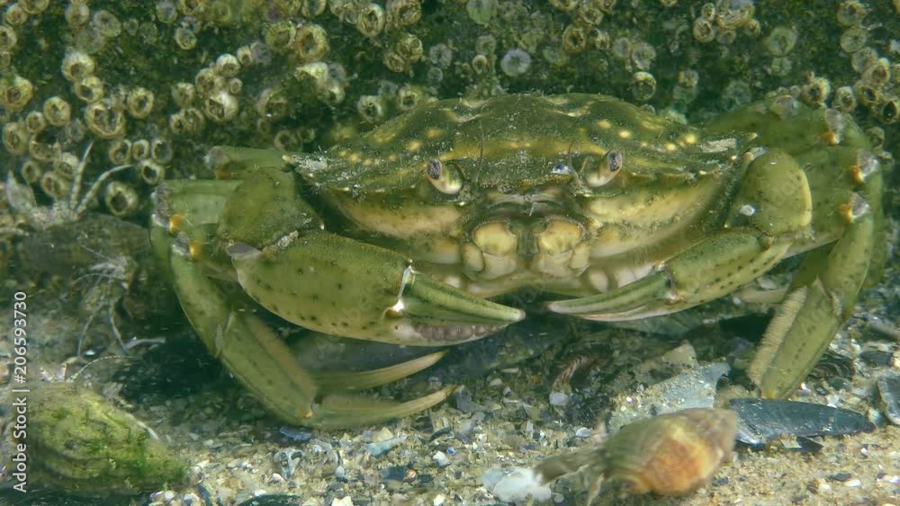 Green crab or Shore crab (Carcinus maenas) among a multitude of hermit crabs, close-up. Green crab or Shore crab (Carcinus maenas) among a multitude of hermit crabs, close-up.