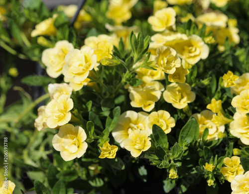 Yellow petunia flower (petunia hybrida)