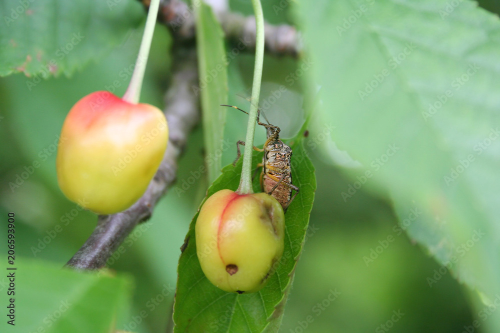 Marmorated stink bug or known as Halyomorpha halys on a cherry fruit