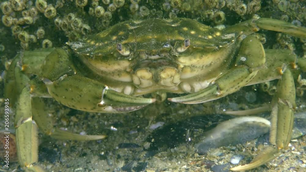 Green crab or Shore crab (Carcinus maenas) sits on the seabed, then leaves the frame, close-up. Green crab or Shore crab (Carcinus maenas) sits on the seabed, then leaves the frame, close-up.