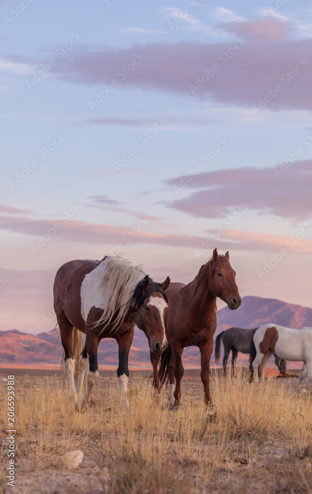 Wild Horse in a Desert Sunset Wild Horse in a Desert Sunset