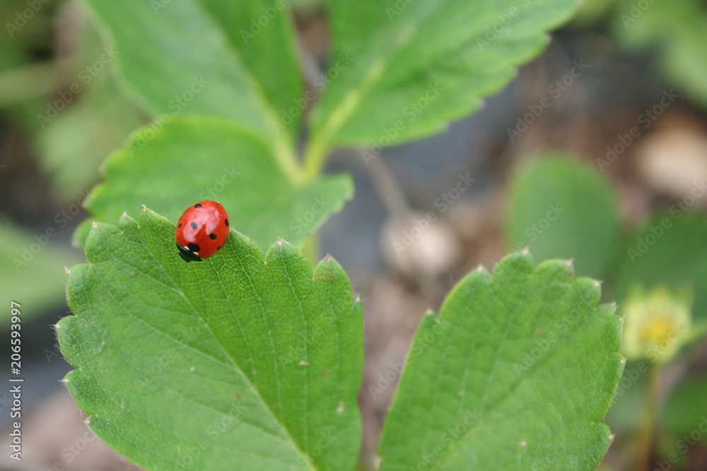 Ladybug on strawberries plant.Coccinella punctata. Ladybug on strawberries plant.Coccinella punctata.