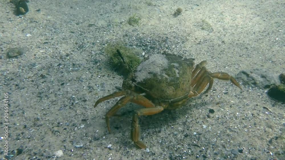 Green crab or Shore crab (Carcinus maenas) runs along the sandy bottom, then leaves the frame. Green crab or Shore crab (Carcinus maenas) runs along the sandy bottom, then leaves the frame.
